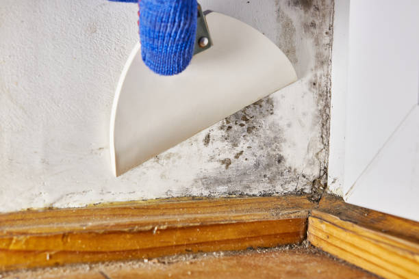 Best Real Estate Mold Inspection  in Wanaque, NJ